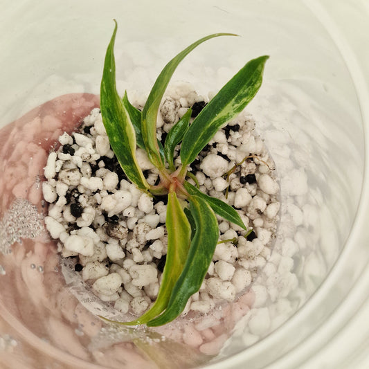 PRE-ORDER – Philodendron Tortum Variegated – Young Exact TC Plant (#4)