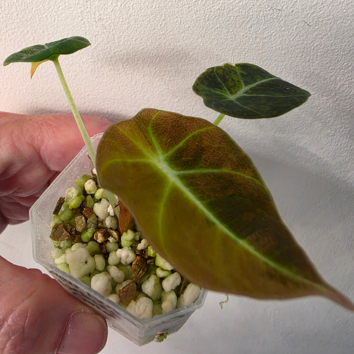 Alocasia Black Velvet Gold Variegated – Established | Exact Plant #3