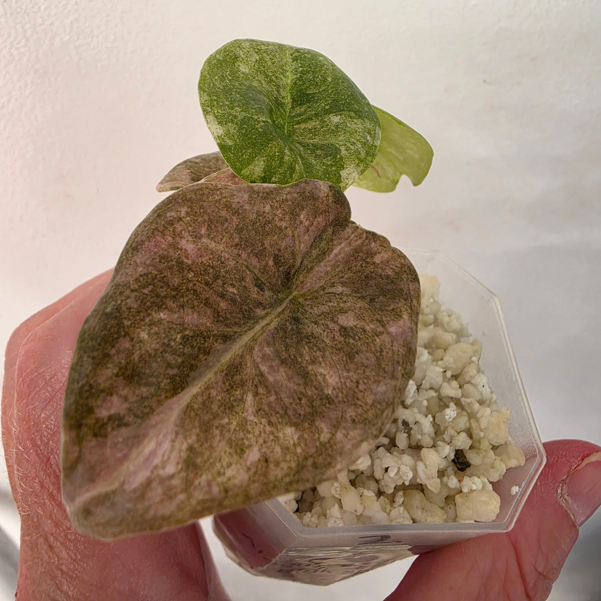 Alocasia Cuprea ‘Pink Spot’ Variegated – Established | Exact Plant #2
