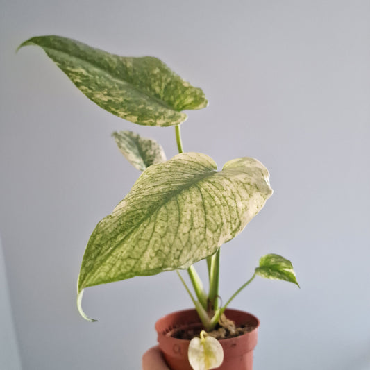 Monstera Mint Rare Houseplant 10.5cm pot (a)