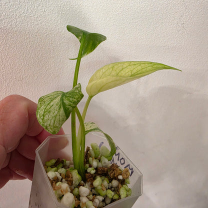 Monstera White Monster Variegated – Exact Plant #1