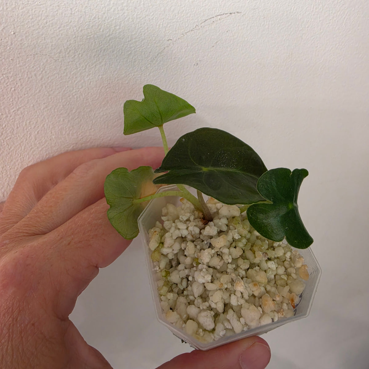 23 @ 8.42pm RARE PLANT BUNDLE - see description