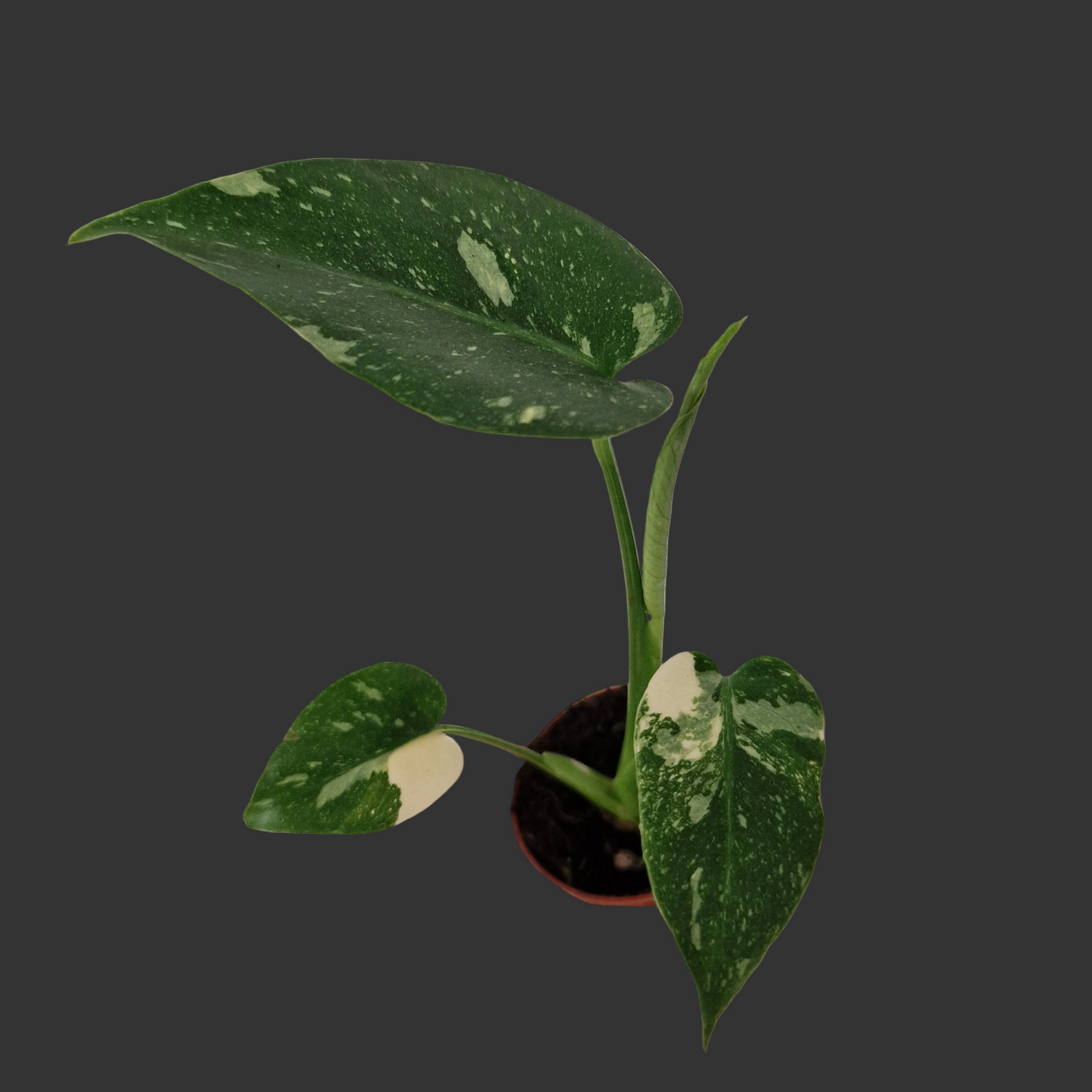 Monstera Thai Constellation – 6cm Pot (#6)