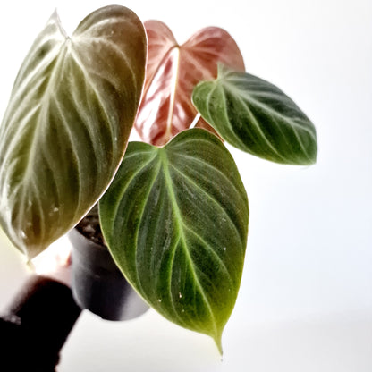 Philodendron El Chocco Red Houseplant 12cm pot