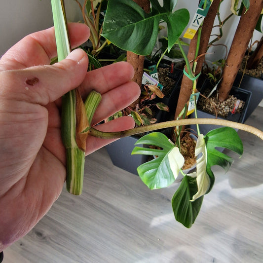 Monstera Albo Middle Cutting