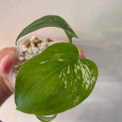 Monstera Devil – Acclimatised TC - Exact Plant (5) See Description