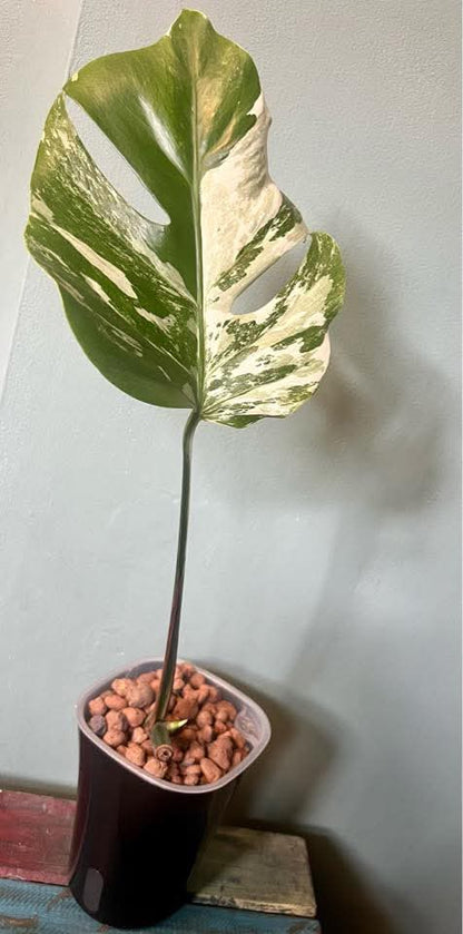 Black Glossy Self-Watering Plant Pots – Various Sizes