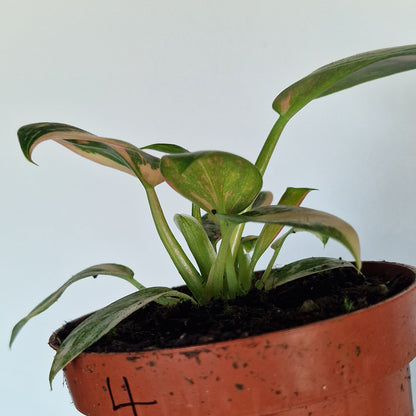 Philodendron Green Congo – 11cm Pot (#4)