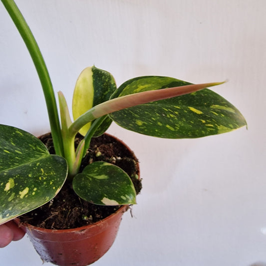Philodendron Green Congo Hybrid Rare Houseplant 10.5cm pot