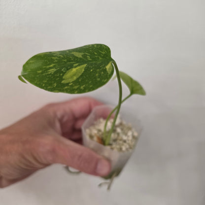 🌿 MONSTERA BUNDLE - SEE DESCRIPTION!