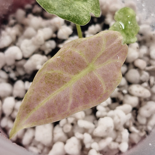 Alocasia Longiloba Black Satun Stardust - Young Exact TC Plant see description