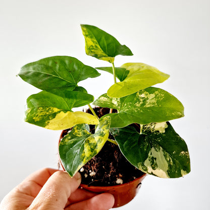 Syngonium Aurea multiple Houseplants in each 14cm pot (2)