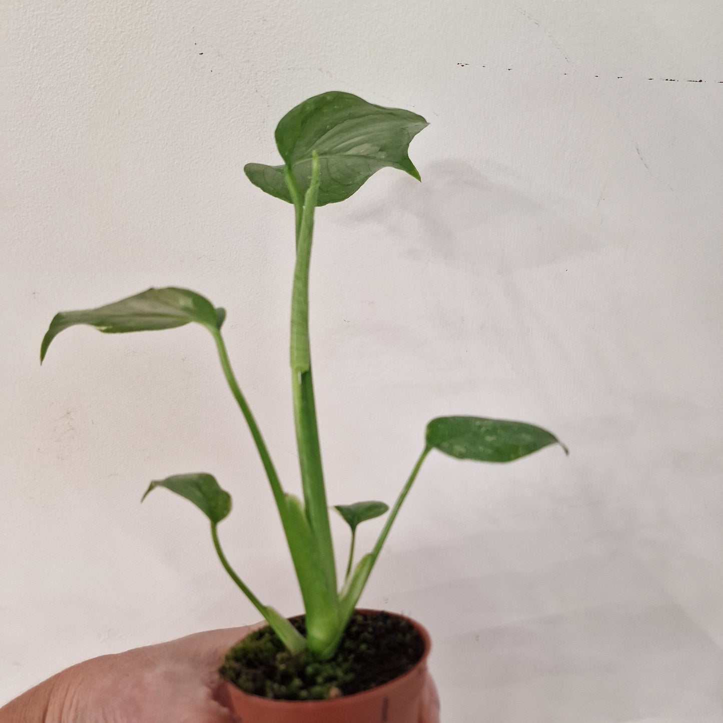 Monstera Thai Constellation – 6cm Pot (#1)