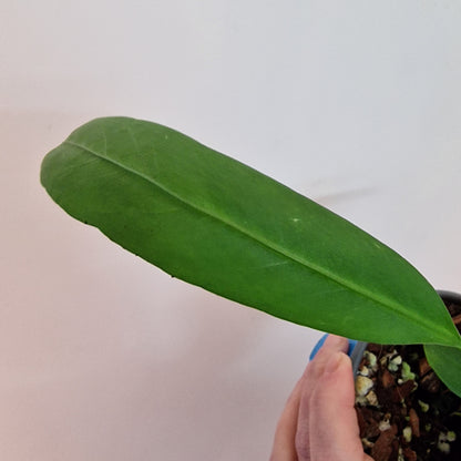 Anthurium Vittarifolium Rare Houseplant 9cm pot #1
