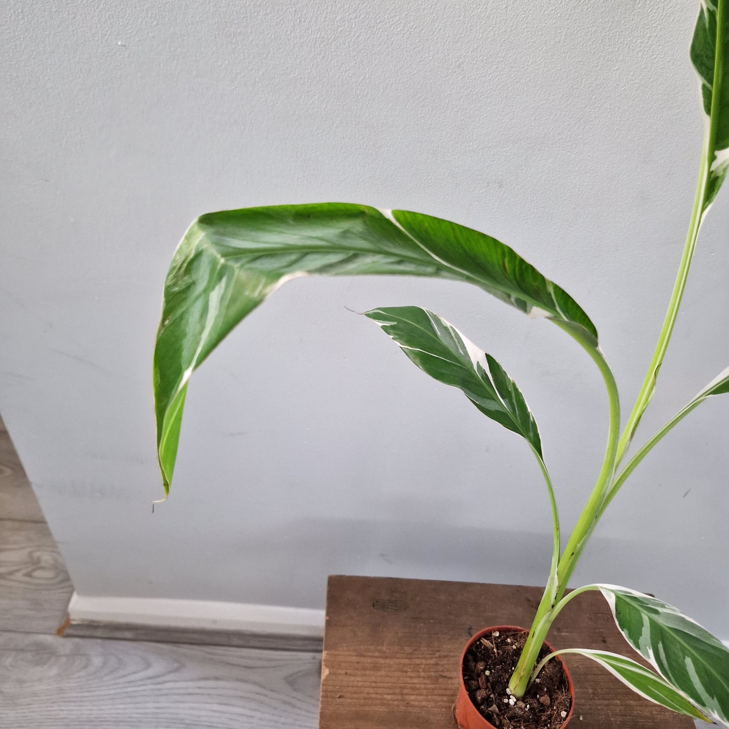Musa ‘Florida’ – 10.5cm Pot (#6)