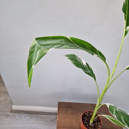 Musa ‘Florida’ – 10.5cm Pot (#6)