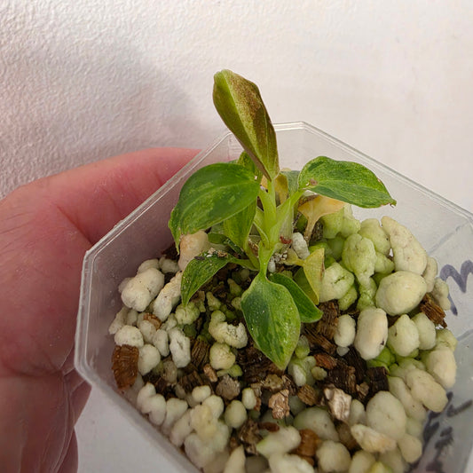 Philodendron Verrucosum Mint Variegata – Exact Plant #3