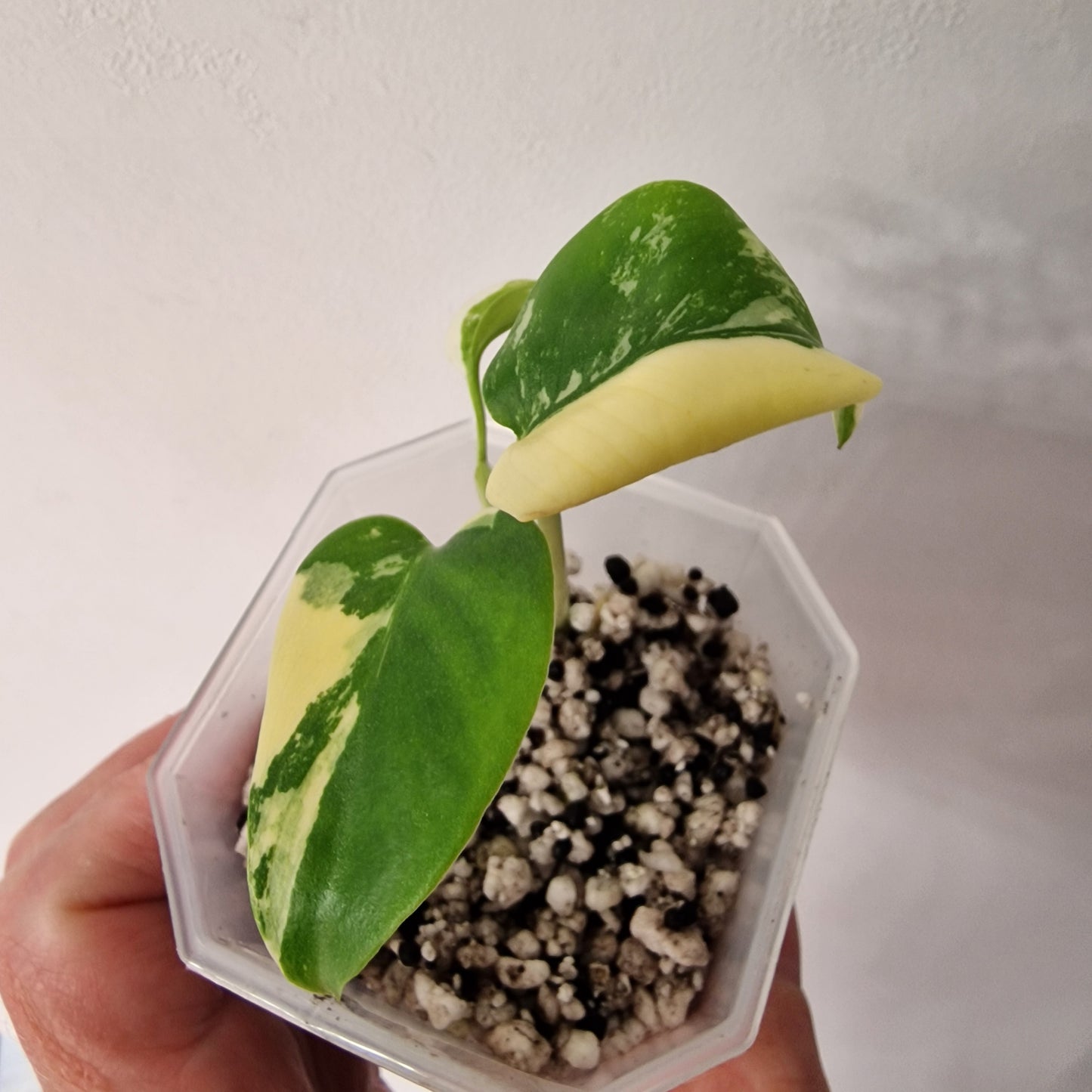 Monstera Lemon Lime ‘Pom Pom’ - Young Exact TC Plant