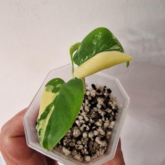 Monstera Lemon Lime ‘Pom Pom’ - Young Exact TC Plant