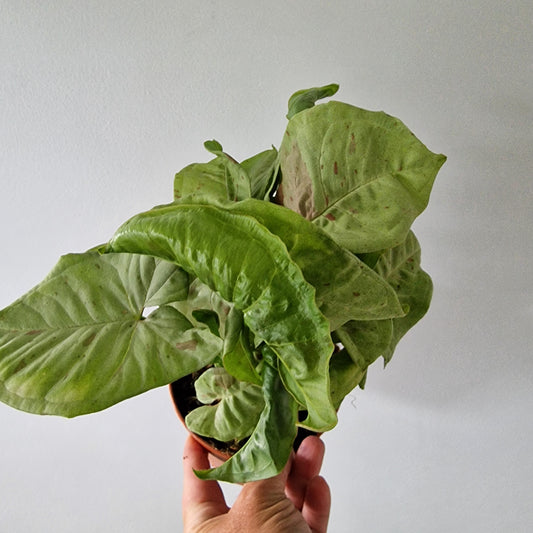 Syngonium Confetti Houseplant 12cm pot