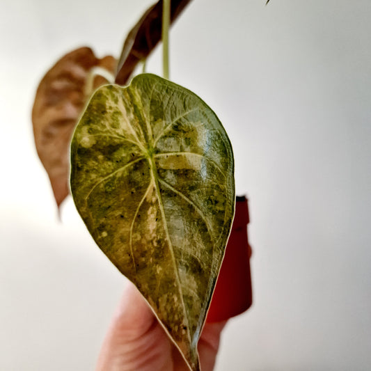 Alocasia Wentii Variegated Houseplant 7cm pot (1)
