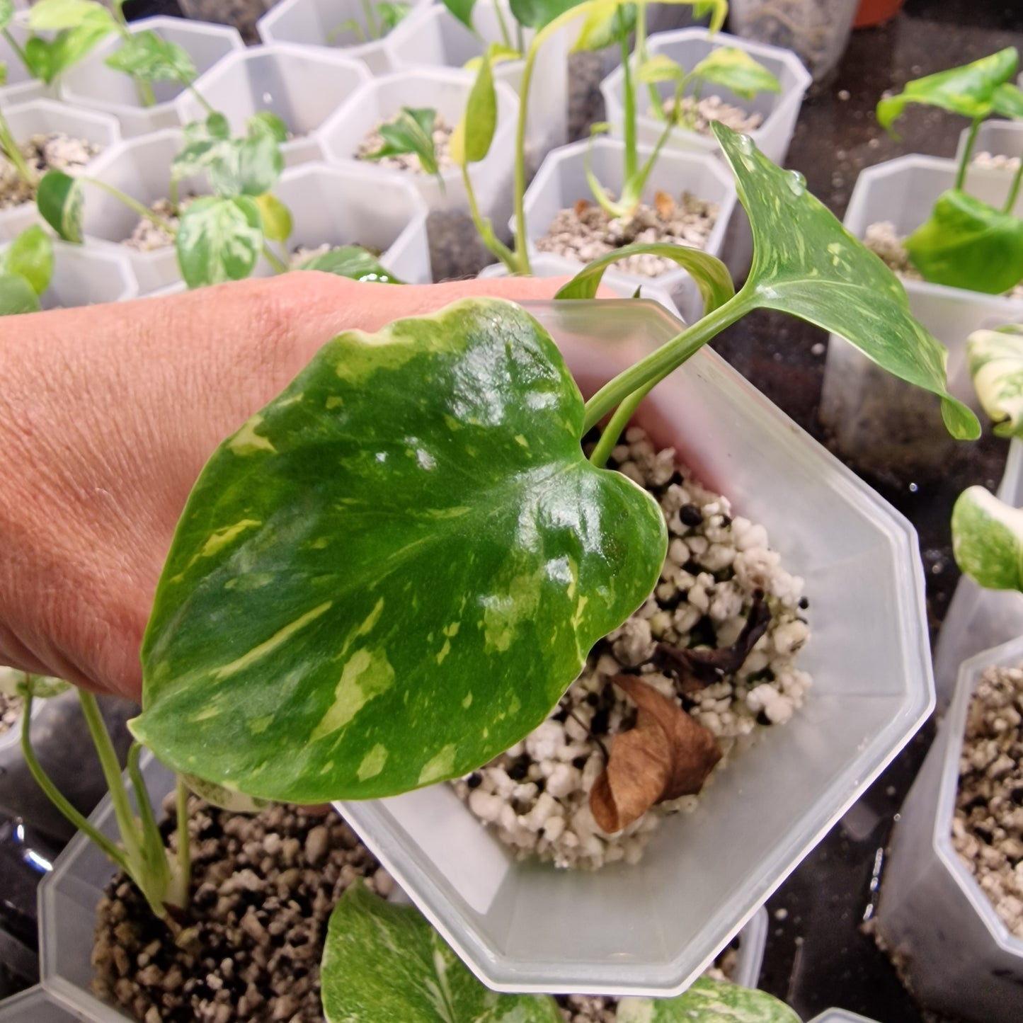Monstera Electrolight Variegated – Exact Plant (#4)