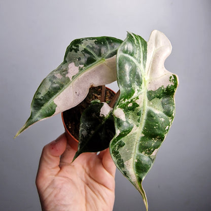 Alocasia Polly Variegata – 7cm Pot - Exact Plant (#2)