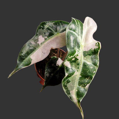Alocasia Polly Variegata – 7cm Pot - Exact Plant (#2)