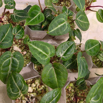Anthurium Red Crystal × Michelle