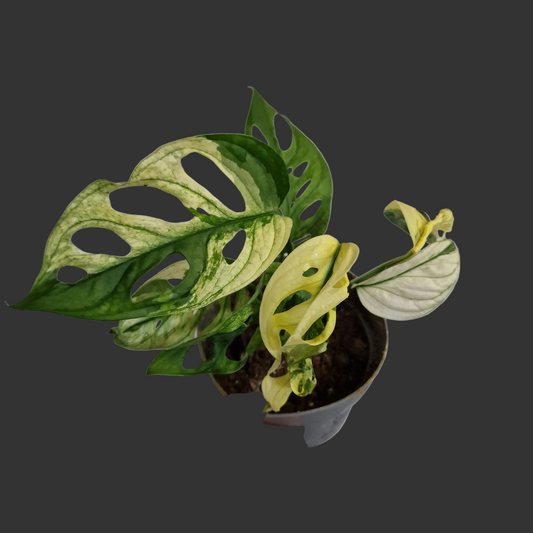 Monstera Adansonii Variegated Two Growth Points #C
