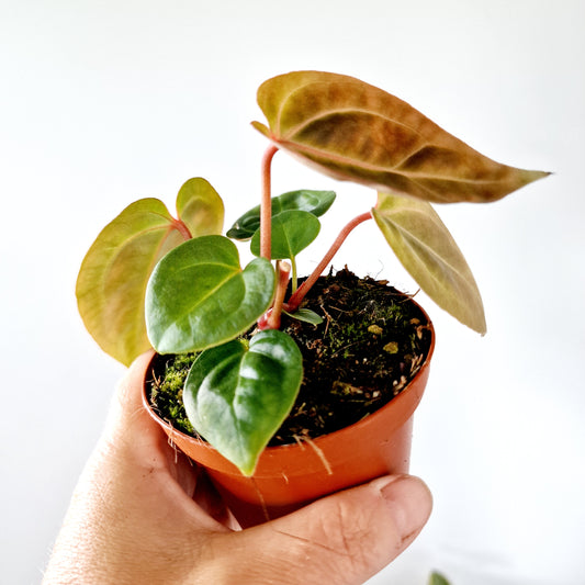 Anthurium Besseae aff x Zara x Michelle Houseplant 9cm pot (6)