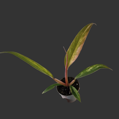 Philodendron Caramel Marble – 6cm Pot (#3)