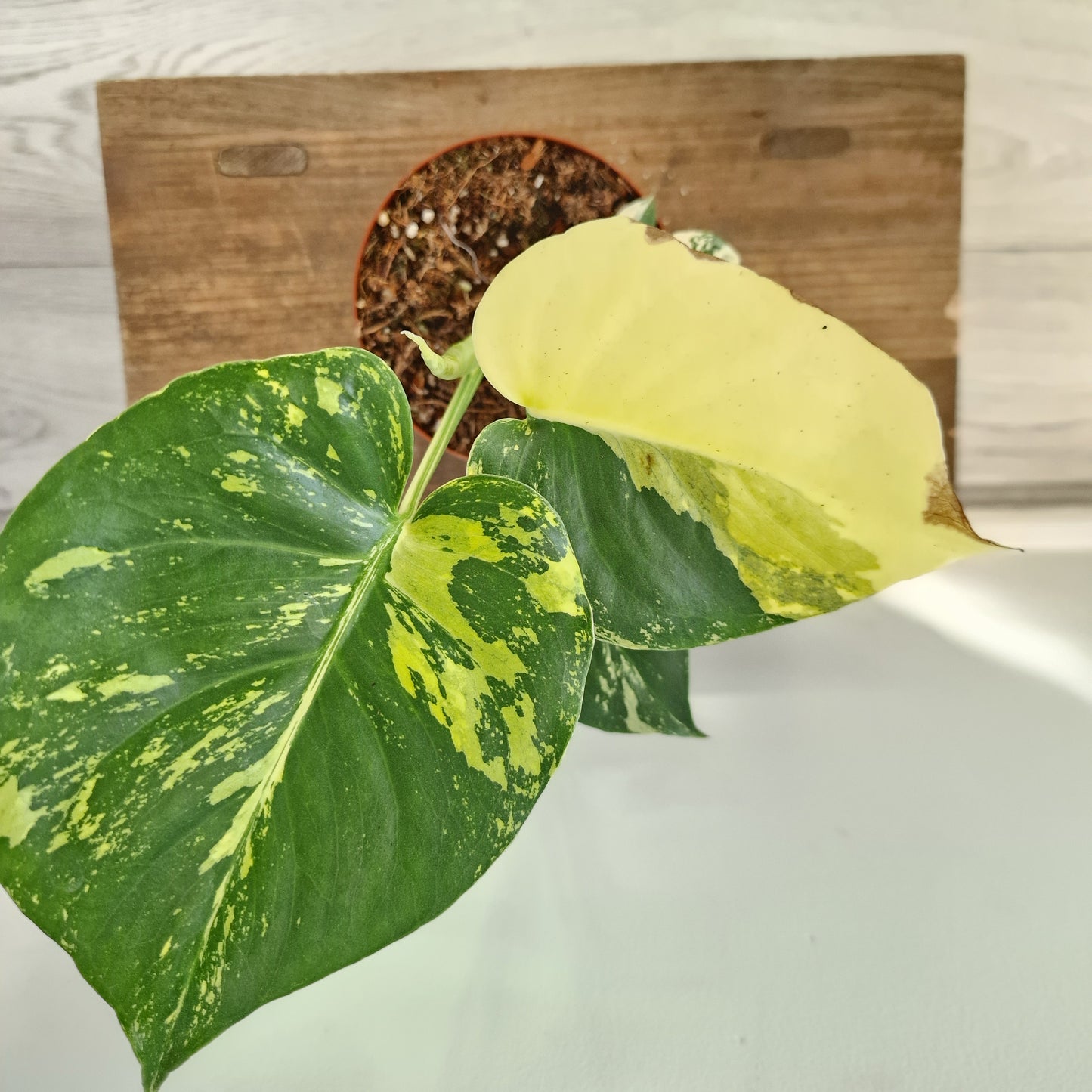 Monstera Deliciosa Aurea – 12cm Pot (#3)