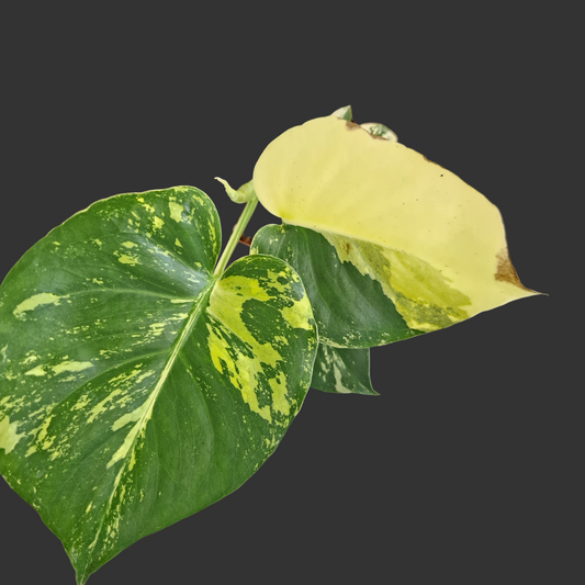 Monstera Deliciosa Aurea – 12cm Pot (#3)