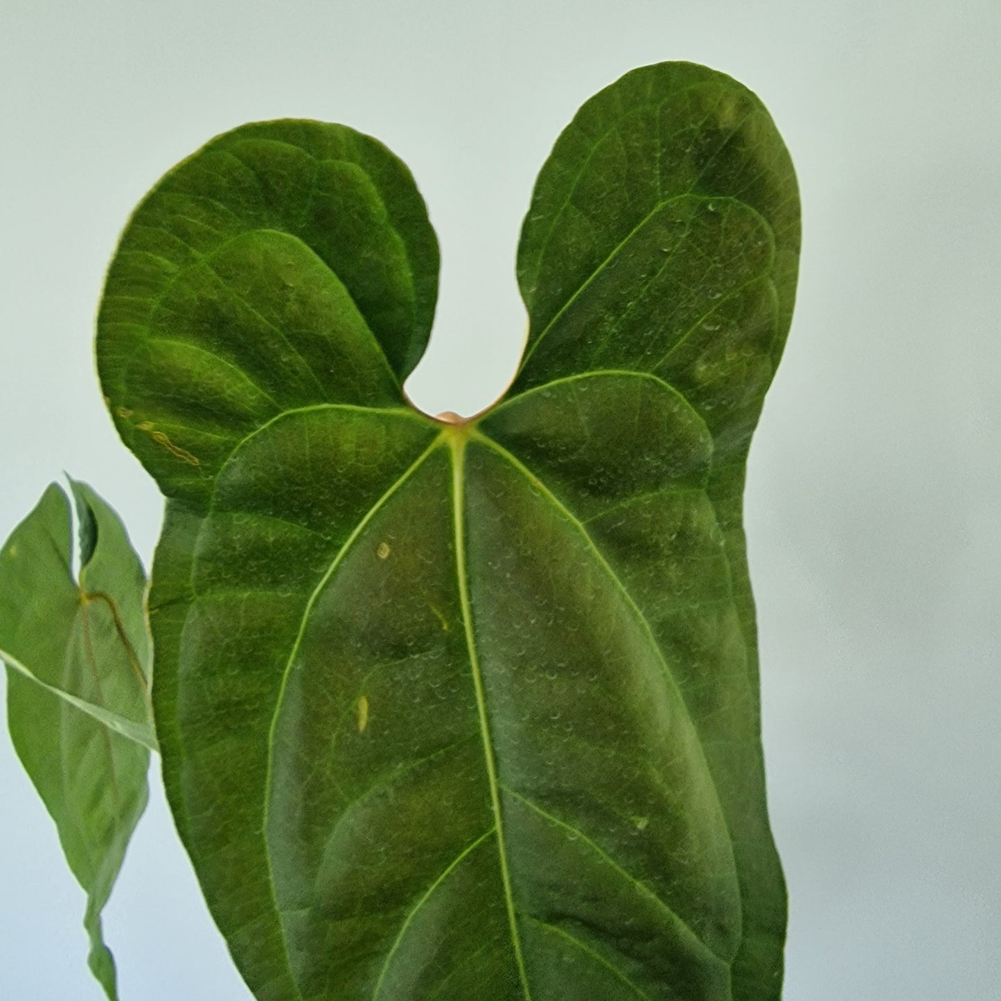 Ecuagenera Rehab Anthurium Espiritu de Montana x Anth nigrolaminum gigante x Anth besseae  aff