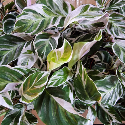 Calathea ‘White Fusion’ – 7cm Pot