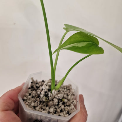 Monstera Yellow Marilyn – Variegated Monstera Exact Plant (5)