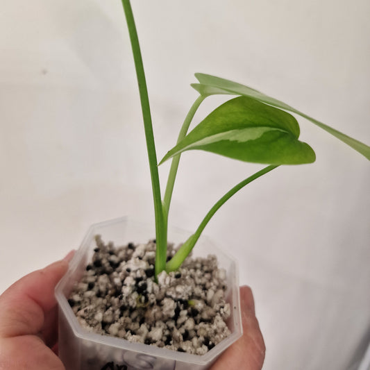 Monstera Yellow Marilyn – Variegated Monstera Exact Plant (5)