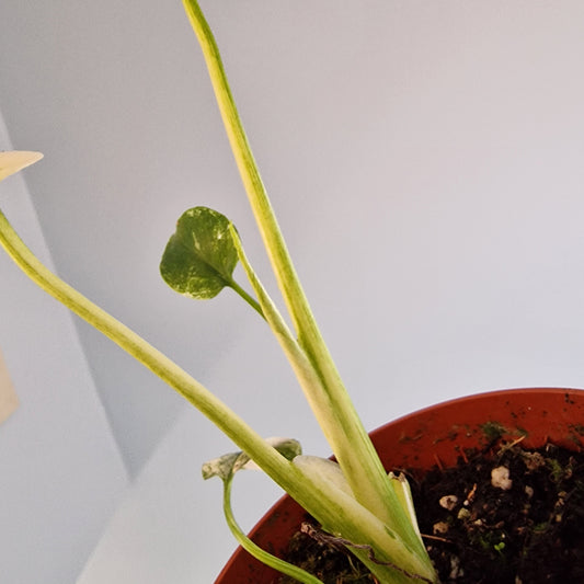 Monstera Deliciosa Mint Variegata Rare Houseplant 10.5cm pot (2)