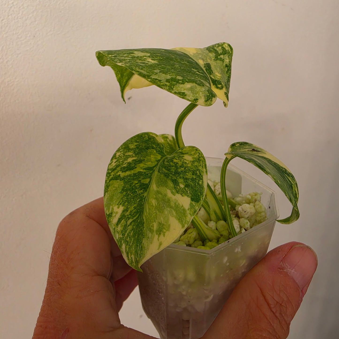 Monstera Crème Brûlée – Exact Plant No. 2 - See Description
