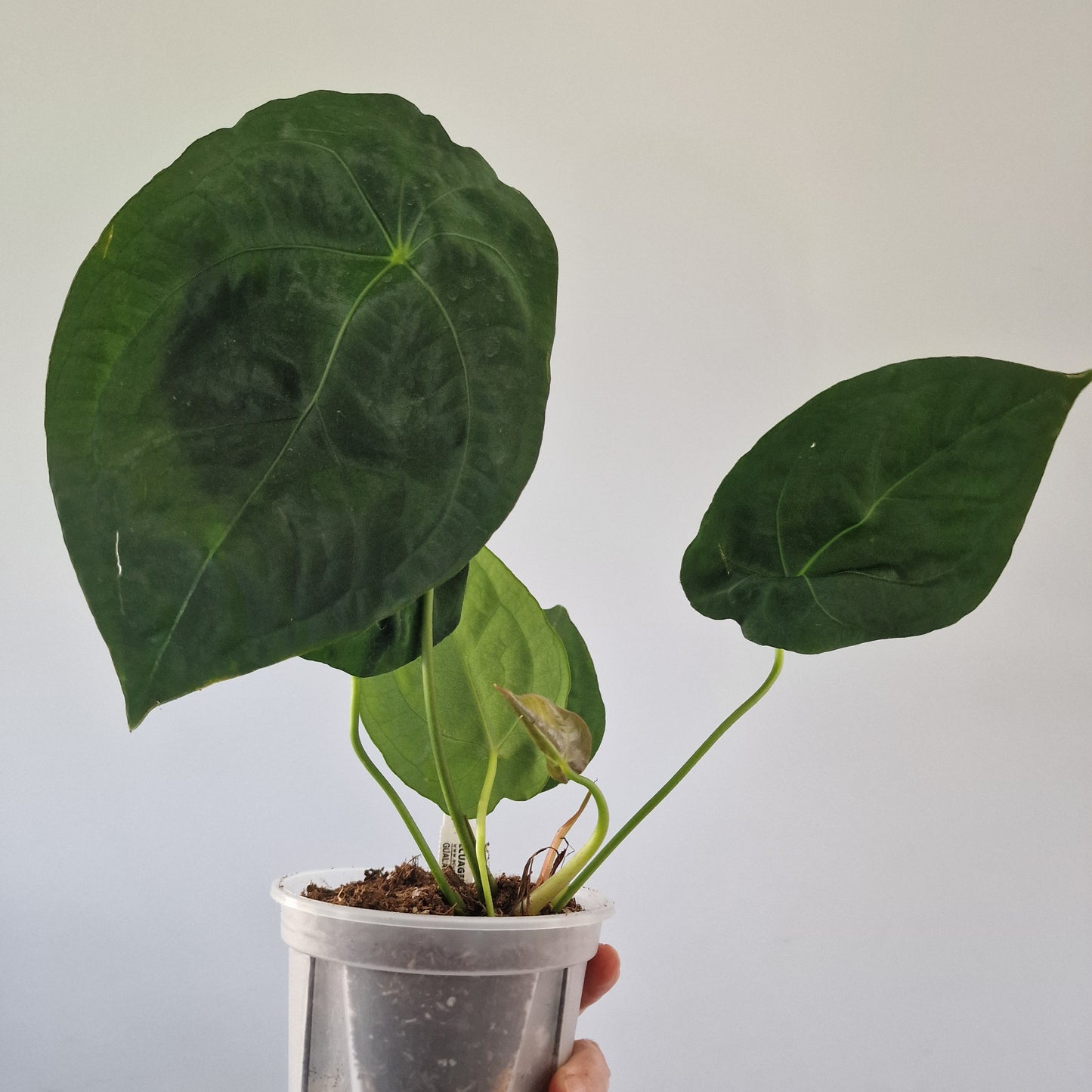 Ecuagenera Rehab Anthurium forgetii
