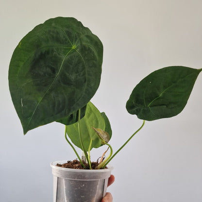 Ecuagenera Rehab Anthurium forgetii