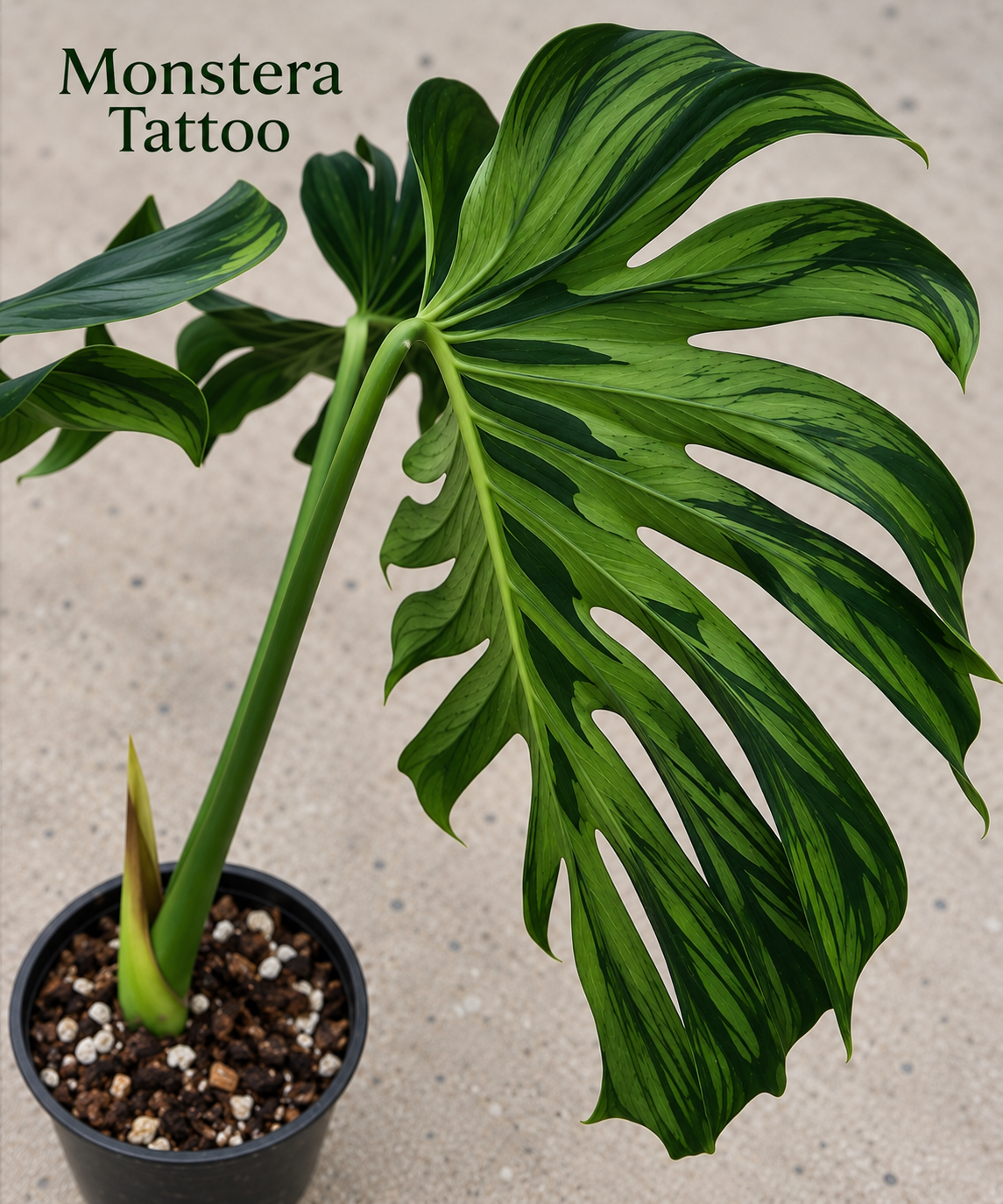 Rare Tissue Culture Plants – 5th November 2026