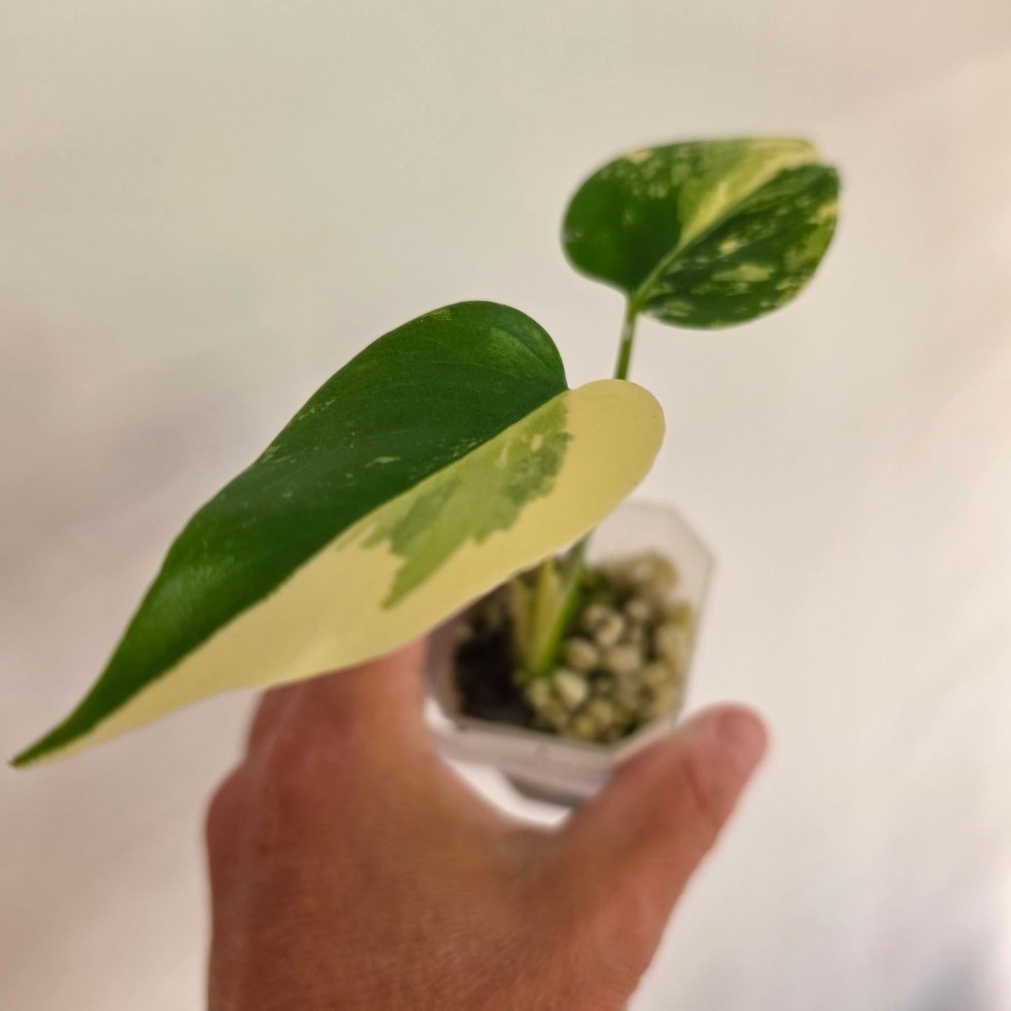 19 entries available at 7.52 pm Monstera Lemon Pom Pom Fully Acclimatised - see description before purchasing