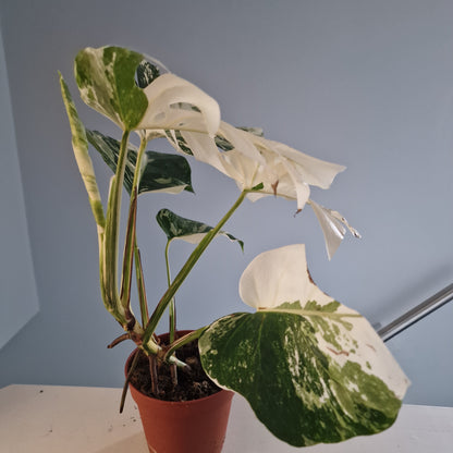 Monstera Deliciosa Albo Super White Rare Houseplant 15cm pot