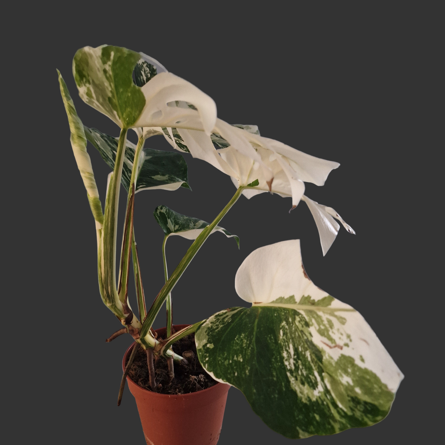 Monstera Deliciosa Albo Super White Rare Houseplant 15cm pot