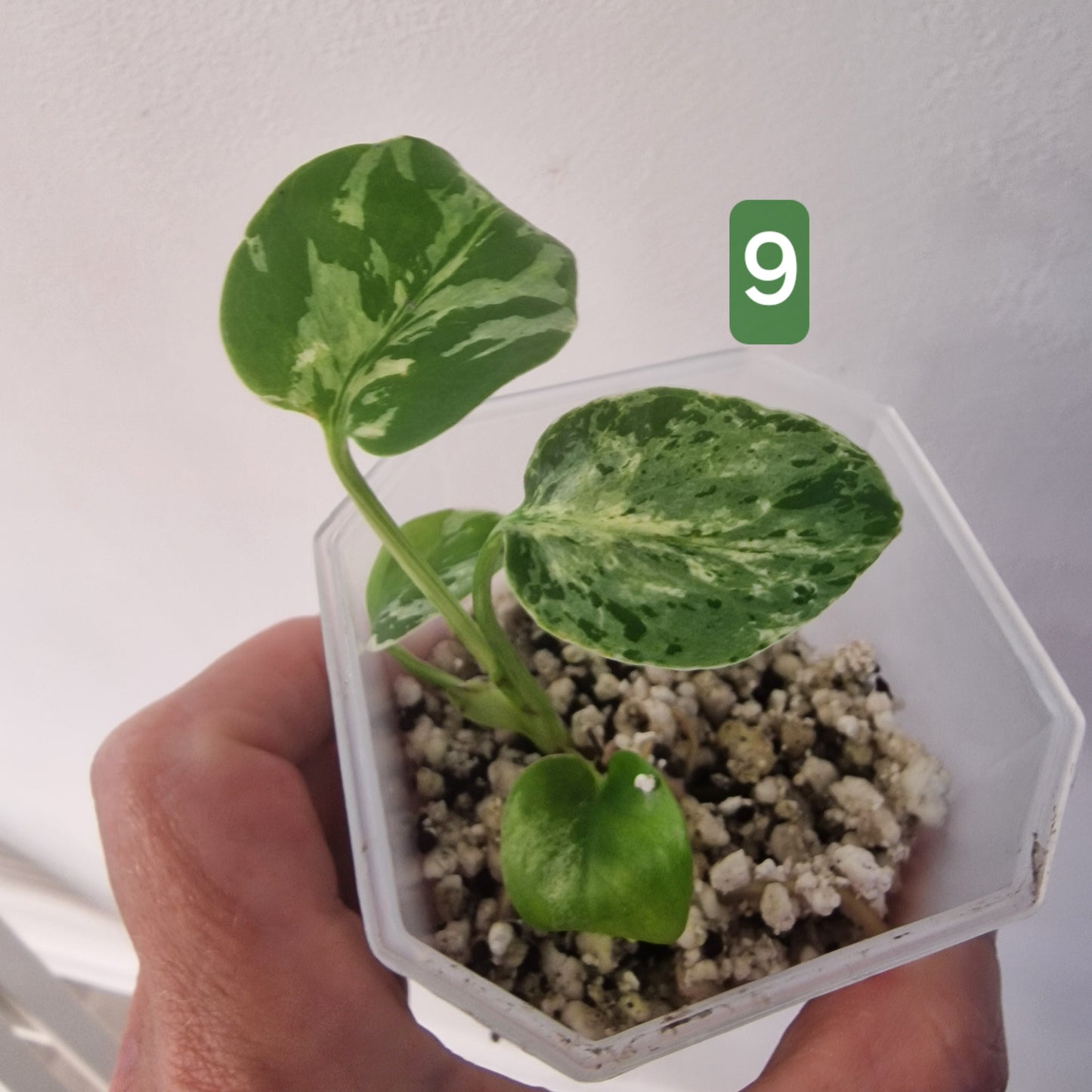 Monstera Bulbasaur – Choose Your Exact Plant see description