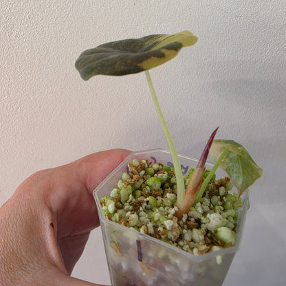 Alocasia Cuprea ‘Latte Gold’ – Acclimatised Tissue Culture | Exact Plant #1