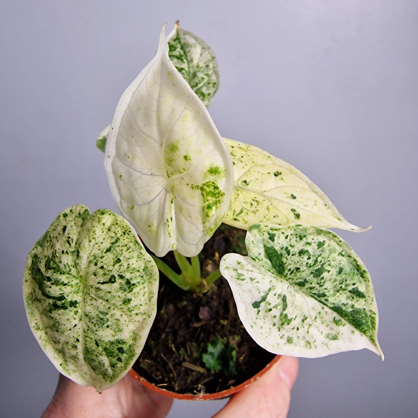 Alocasia Dragon Scale Variegata – 7 cm Pot - Exact Plant (#4)