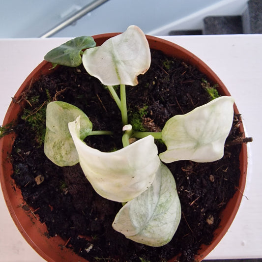 Alocasia Ninja Tricolor Rare Houseplant 10.5cm pot (3)